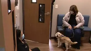 Metro Detroit veterinarians push for holiday hazards for pets