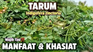 Manfaat Indigofera tinctoria atau Tarum #indigoferatinctoria #indigofera #tarum #nila #&iacute;ndigo #tom