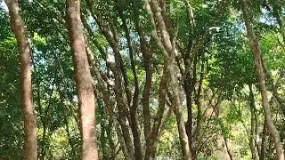 #rubbertree #kerala #rubber #northkerala