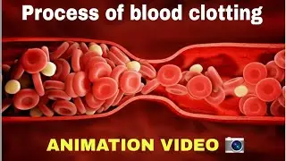 Process of Blood Clotting | biology animation video | NEET