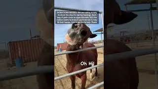 Please help #donate #horse #equestrian #help #horsegirl #cow #horsehelp #rodeo #please #pony