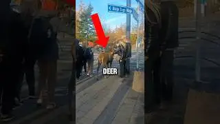 Deer Are Taking Over This City&mdash;Here&rsquo;s What&rsquo;s Happening #deer #shorts
