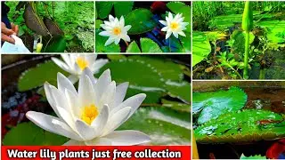 free of cost wild water lily plant collection || aquarium live plant collect from nature