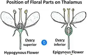 Flower Terminology Part 1 | Terms for Description of Flower | NCERT | Biology