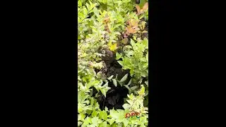 Take a guess what we found in a customer's backyard 👀