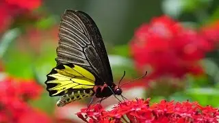Top 10 most beautiful butterflies   in the world