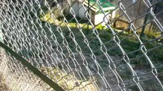 Snow leapard attacks an escaped pheasant from captivity