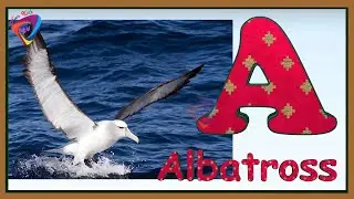 Birds ABC Song | Bird Alphabet Song | A to Z Birds Names for Kids | Phonics for Kids #nurseryrhymes