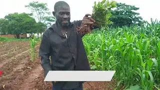 RAIN FED POTATO FARMING