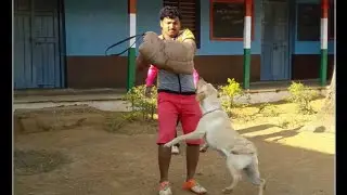 Labrador dog attacking Training in ( kannada) -Karnataka dog training school.