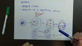 GCSE Biology Chromosomes and Mitosis