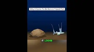 Life of a Tripod fish