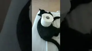 Hunde-Klopapier-Challenge