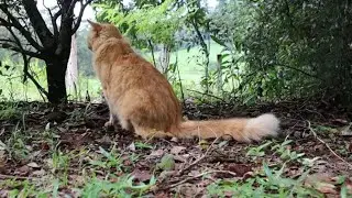 Escape to the Country with Squirrel Tail Cat - ASMR #squirreltailcat #littlekitty