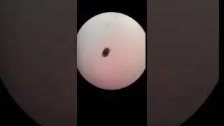 Otodectes cynotis (Ear Mite)