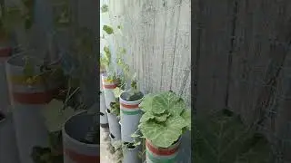watering in hot weather