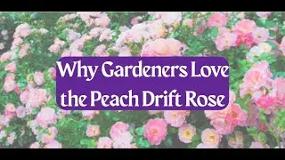 Why Gardeners Love the Peach Drift Rose | Easy Care & Stunning Blooms (Zones 4-11)