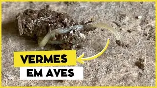 VERMES nas GALINHAS: como prevenir e tratar a verminose em aves