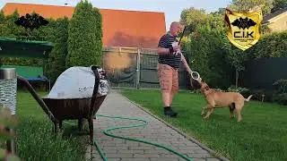 🐶 GATSBY Cerberus Illusion - DAX  * Cimarron Uruguayo Protection Training 🐾