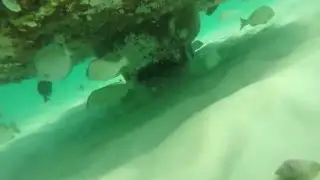 Navarre Beach Florida Snorkeling 8/21/15