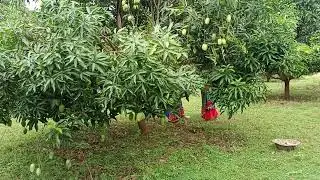 Dasheri mango harvesting @ Basukitala    ᱫᱚᱥᱮᱨᱤ  ᱩᱞ ᱜᱚᱫ ᱡᱷᱚᱜ @ ᱵᱟᱥᱠᱮᱛᱟᱲᱟ