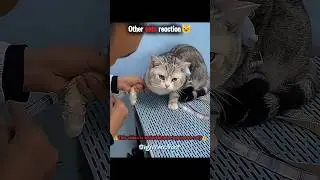 Cat reaction🥶☠️🔥#sigma #sigmamale #sigmarule #troll #trollface #aura #disaster #ytshorts