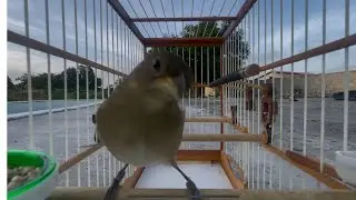 Femea de coleiro chamando para esquentar coleiro - piado de femea de coleiro para foguear papacapim