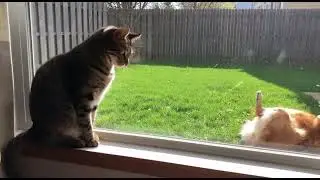 Dog and cat
