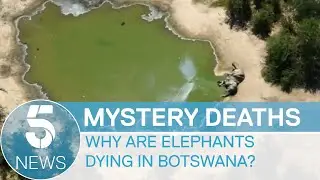 Hundreds of elephants mysteriously die in Botswana | 5 News