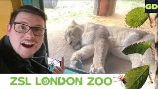 A Day at London Zoo