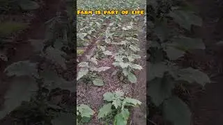 Farm is part of life. Be a successful vegetable grower. #farming #farmer #farmers