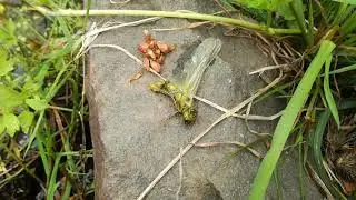 Freshly hatched dragonfly vs ants