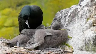 Baby Shags on their Island Seacliff Nursery | Scotland