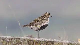 Hei&eth;l&oacute;a 1 - European Golden Plover 1 - 4K