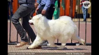 Our Samoyed boy Mr. Roy win best Puppy @ Chandigarh Show 🔥🔥#Samoyed