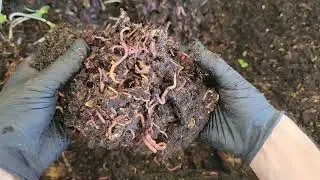 20 Days Later&hellip; Can Worms REALLY Eat Orange Peels? 🍊🪱