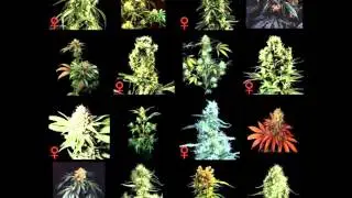 DJ EJ - Put Ya Shades On - 4x4