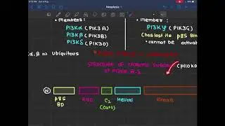 PI3K/Akt/mTOR Pathway | Neoplasia (Explained in a nutshell!) | by Caduceusly Yours