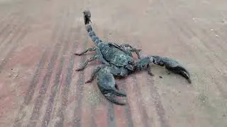 Can You Survive a Scorpion Sting?