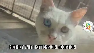 Cat family on Adoption #cat #catshorts #cats #catvideos #catlovers #catlife  #pets #adoptme #viral