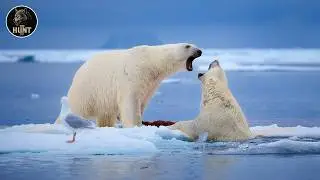 Polar Bear: Battle for the Frozen Throne | Animal Documentary