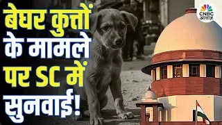 Supreme Court on Stray Dogs | सुप्रीम कोर्ट में आवारा कुत्तों पर सुनवाई, राज्यों ने दायर किए हलफनामे