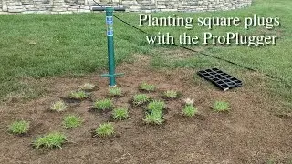 How to Plant Square Grass Plugs from Trays with the ProPlugger
