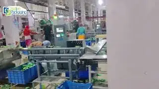 🚀 High-Speed Biscuit Packaging in Action! 🍪