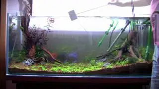 Throught the Distance - Day 8 - Maintenance - Planted Aquarium (HD available)