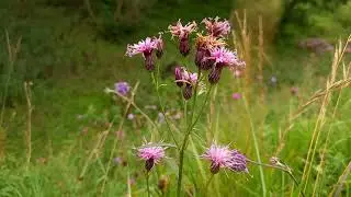 Saw-wort Serenity: Captivating Moments of Floral Elegance at Waitby Greenriggs Nature Reserve