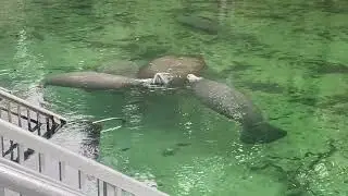 Manatees at Blue Springs State Park