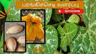 பரங்கிக்காய் அல்லது மஞ்சள் பூசணி வளர்ப்பு முறை?How to Grow Pumpkin Plant from Seed in Tamil?