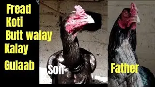 Nawab Walay Kalay Lasani OR Mushkay  Gulaab ?Old Breed Of Pakistan