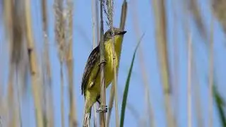 Pseudocolopteryx flaviventris / Doradito Pampeano / Warbling Doradito